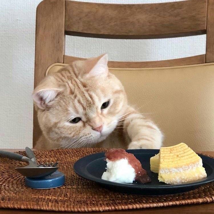 softwords_'s tweet photo. yummy yummy! 🍰🍓 https://t.co/sUcUAw1f9R