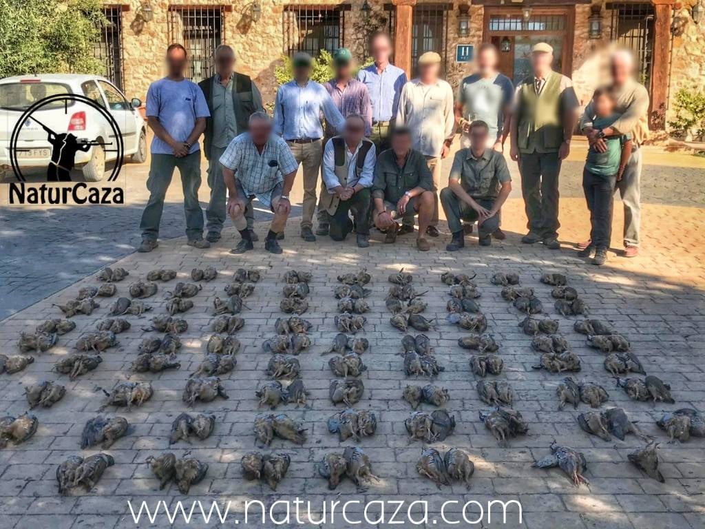 ⚠ CACERÍAS DE PERDIZ: Organizamos todo tipo de cacerías de #Perdiz en nuestra finca #LaMoragona, disfrutamos de la belleza de un ojeo. Posibilidad de alojamiento 🛏 en la finca 🏡 ☎️ 676101296 o naturcaza.com #Perdreaux #CazaalSalto #OjeodePerdiz #TiradadePerdiz