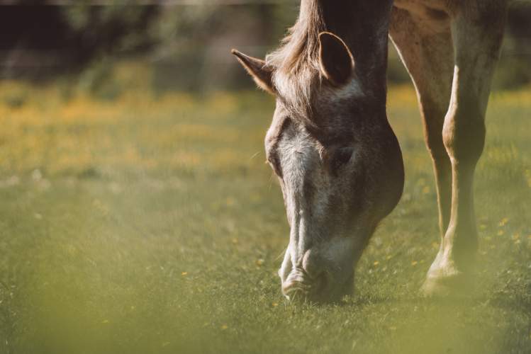 HorseDialog's tweet photo. A new horse could bring worms onto your yard, here's our top tips for worming a new horse https://t.co/NJbUtw2RYS https://t.co/gZoRSv77Uj