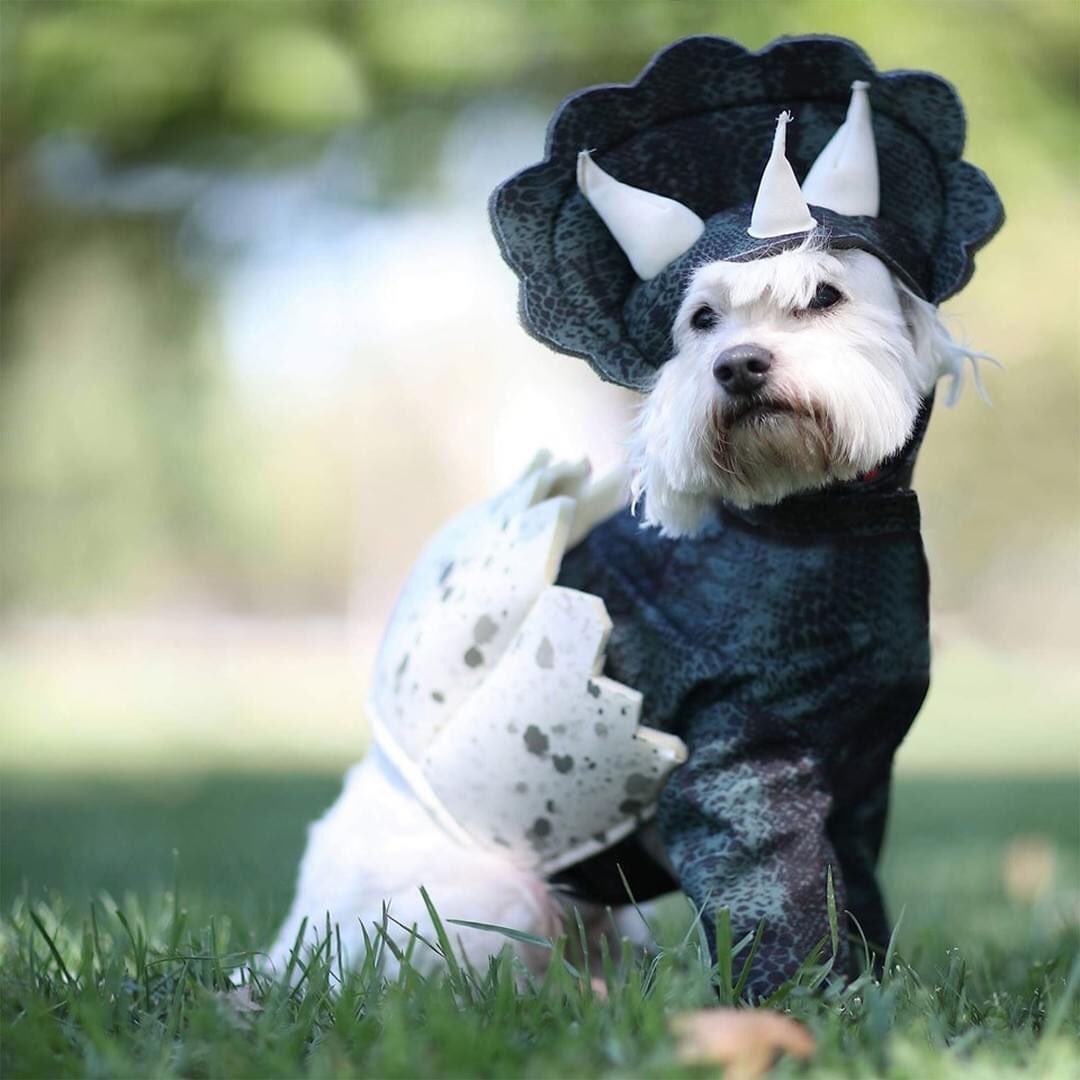 CalCostumes's tweet photo. Your cute little pup will feel like a ferocious dinosaur in the “Dino Pup” costume, from our “ImPAWsters” line of pet costumes. Perfect for doggie fashion shows, Halloween and fun photo ops.
 #costume #dog #dogcostumes #puppy #dinosaur #triceratops #halloween #halloweencostume https://t.co/VYKbPpU4e0