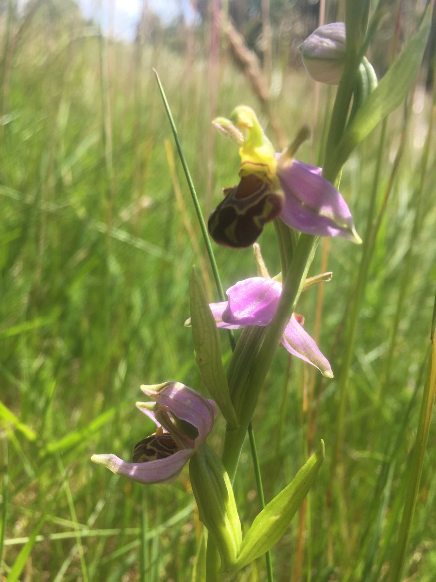 sosgnob's tweet photo. Verge Bee Orchid back !😃and little skipper today (photo bombed by fly!) - putting on I-record - best place ? Should be reporting on to anything/ body  else !@OxfordCity @Blysmus https://t.co/DikC9Gwz8A