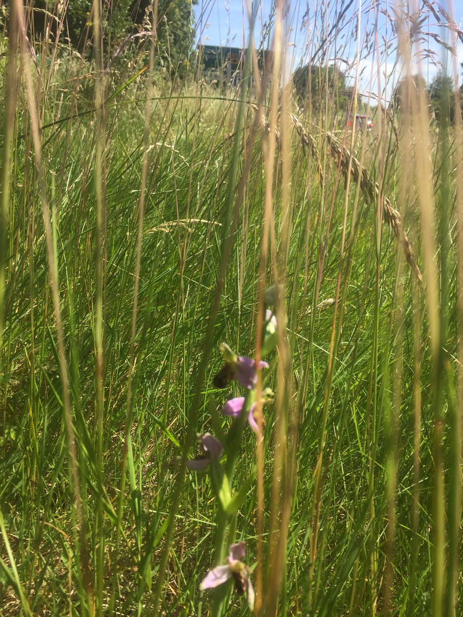 sosgnob's tweet photo. Verge Bee Orchid back !😃and little skipper today (photo bombed by fly!) - putting on I-record - best place ? Should be reporting on to anything/ body  else !@OxfordCity @Blysmus https://t.co/DikC9Gwz8A