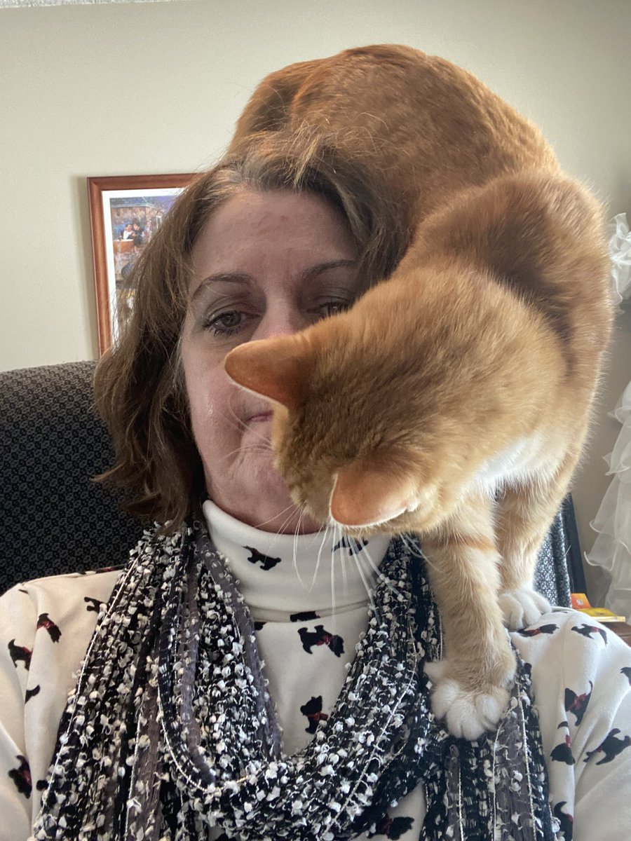 teacherJLK's tweet photo. Revisiting this experience: When you just want some peace and quiet for a @StukentApp Mimic Social - Social Media Marketing Simulation, and your co-worker wants to talk. #PetsofProfCon #ProfCon22 #PumpkinPieSpiceKyle https://t.co/mhL9JVbEtB