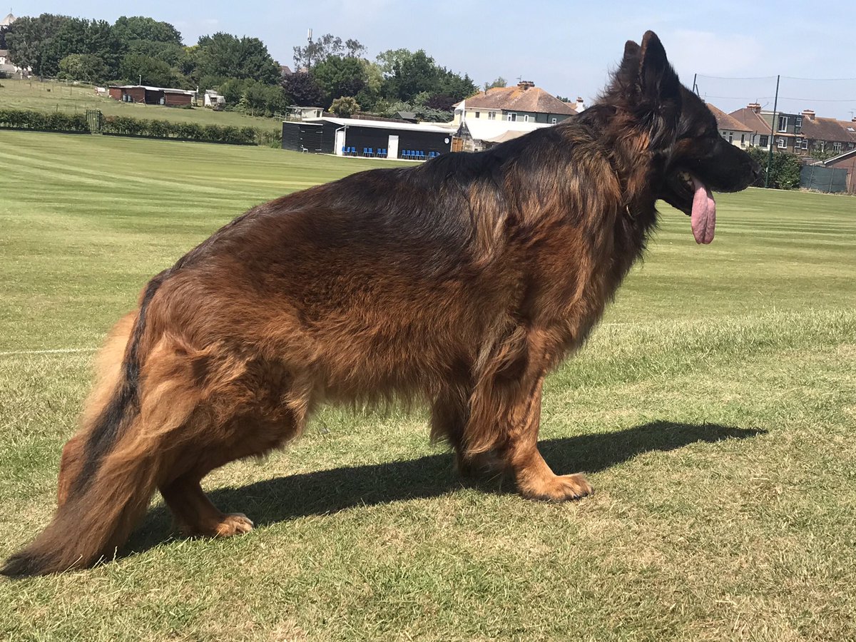 RayBates57's tweet photo. This time last year a child with confidence issues stood 10’ away from us and struggled to read a word of a book, today she sat alongside Valli stroking her and read a book cover to cover. #whatabuzz #Therapydogs #Germanshepherd https://t.co/bZtIcsHU4K