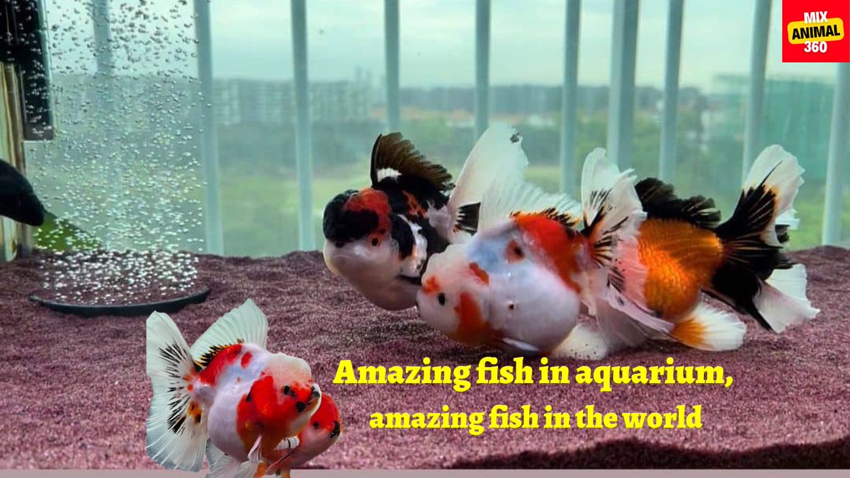 JackBar39157516's tweet photo. Amazing fish in aquarium, amazing fish in the world

Full video link: https://t.co/dD3k6zq9kk

#MixAnimal360 https://t.co/hMBog4fbyg