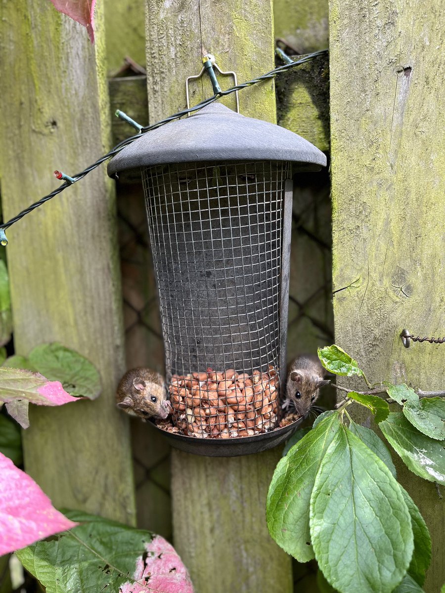 Stirling59's tweet photo. I always thought I was feeding the birds 🤦🏻‍♂️😁 #Springwatch #TwitterNatureCommunity https://t.co/udEzuMvDKU