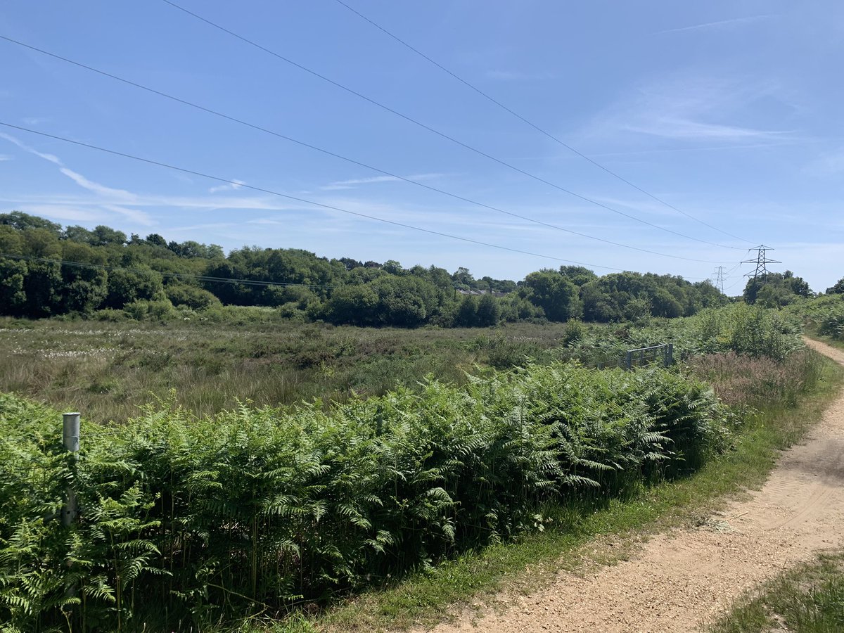 MissHenryMA's tweet photo. Such a lovely trip today to Bourne Valley Heath! We particularly enjoyed spotting an Alpaca in the trees and listening for wildlife sounds! The children absolutely blew me away with how well they showed those high expectations and independence throughout! @ManorsidePoole https://t.co/hCxMd8OQEE