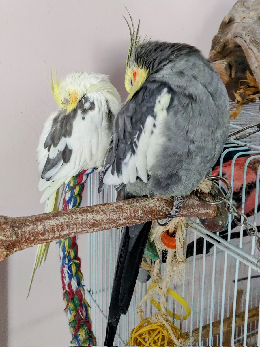 DaivaCoy's tweet photo. Synchronous napping 😴😴
Zeke: I see you mother
Pi: Momma...
Both: Go. Away. https://t.co/3rMVfr77um