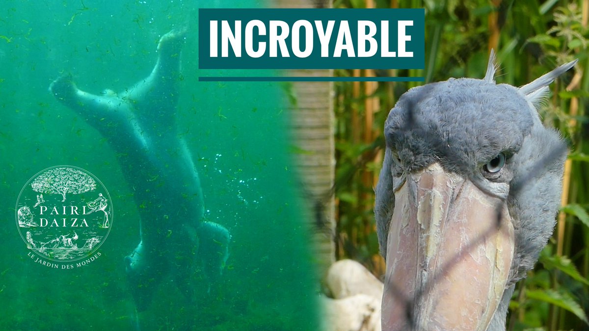 Nouvelle vidéo ! On découvre Pairi Daiza un zoo juste fabuleux 🐻‍❄️

Lien: youtu.be/2KQ1aAzuElU