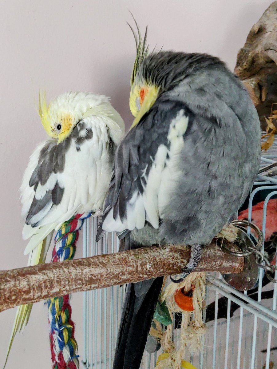 DaivaCoy's tweet photo. Synchronous napping 😴😴
Zeke: I see you mother
Pi: Momma...
Both: Go. Away. https://t.co/3rMVfr77um
