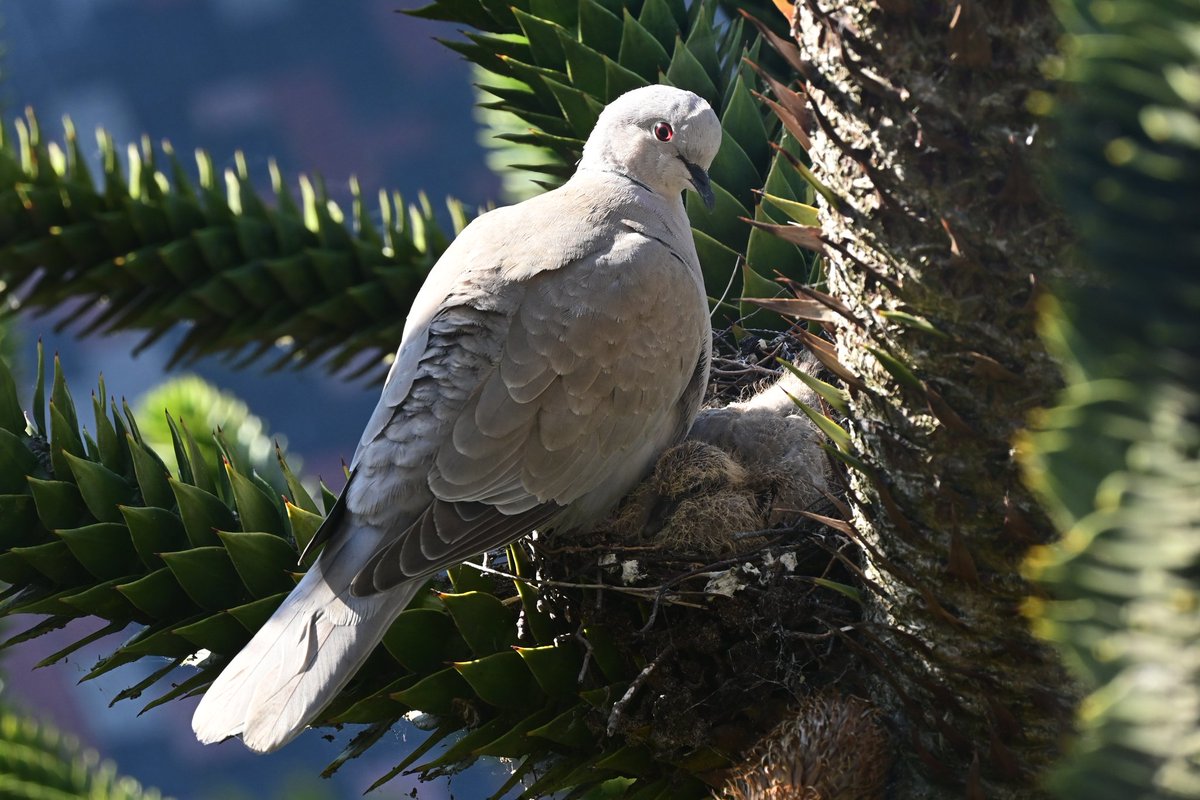 LvlJoy's tweet photo. Out of the hundreds of pictures I've taken of Linda, this one is my favourite of the year.

I love how the sun hits her eye and one of the babies has their eyes open as well.

#pigeon #nest #babies #babybird #pictureperfect #nature #naturephotography #birdphotography #birds https://t.co/06wU0WxBB7