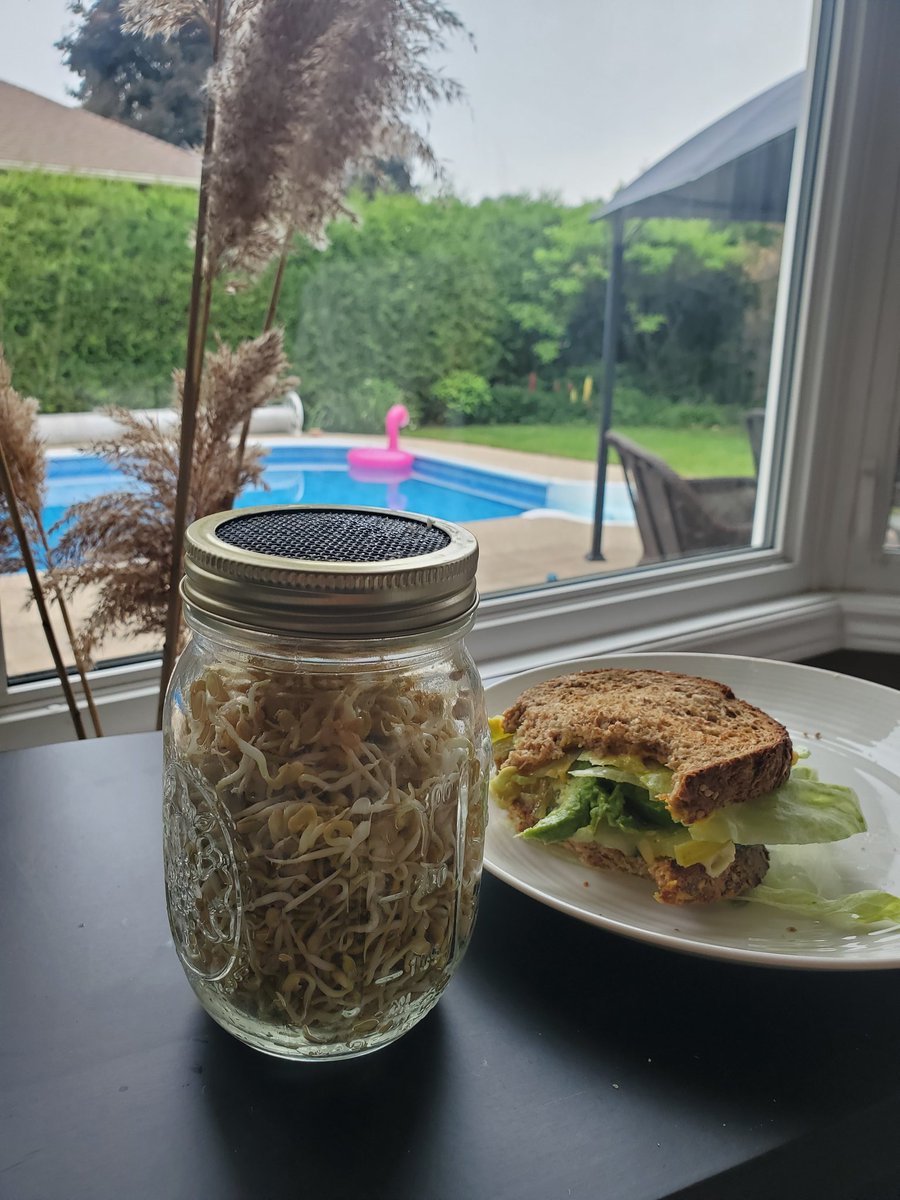 SheSprouts's tweet image. Sprouts are the perfect crunchy sandwich toppers! Fenugreek is one of my favs.
#Vegan #veganism #veganfood #sprouting