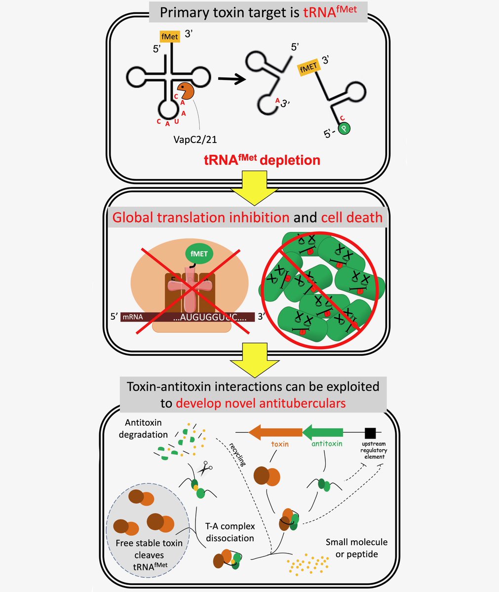 woychiklab's tweet photo. In our new paper in Antimicrobial Agents and Chemotherapy #AACjournal @UnnatiChauhan10 and @barth_valdir identified two tRNAfMet-inactivating toxins that can be exploited for development of antituberculars https://t.co/ekJupeMMXT https://t.co/pI0fq7Cs5o