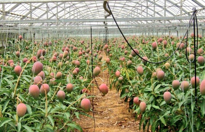 CuriousDaily1's tweet photo. It is amazing!  this is mango modern farming in greenhouse.
If you are interested like and Retweet plz! 
#farming https://t.co/nvqjLjnTx0
