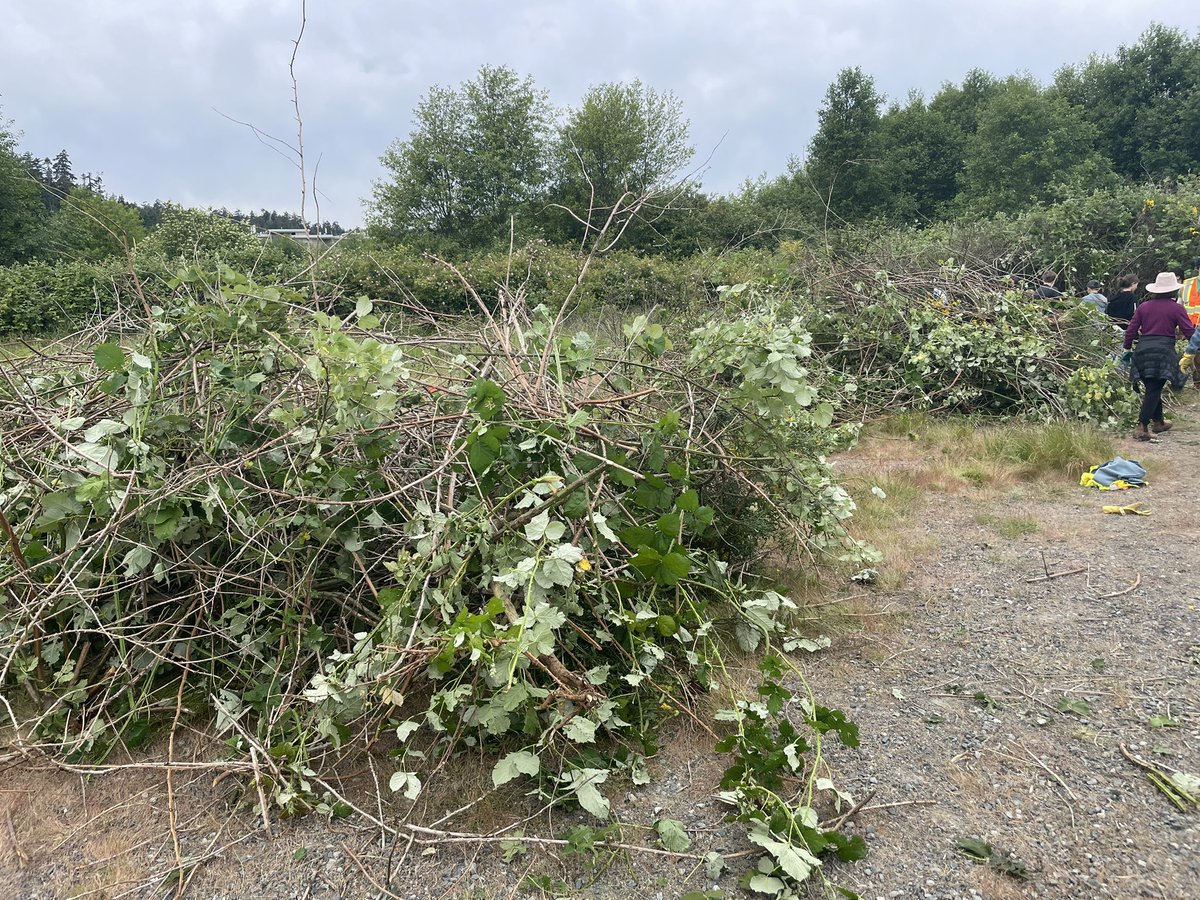 Working on pulling invasive species with grade 6s and 7s today - they did an incredible amount of work in one hour! #sd62 #dunsmuir