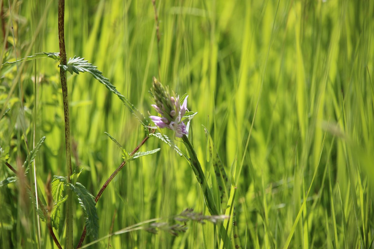 @SWTCLUN tweet media