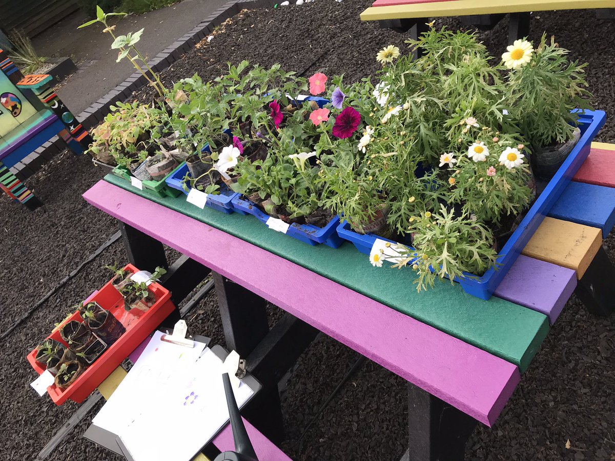 AcornChaplain's tweet photo. Margarita daisies, petunias, “Golden Sun” tomatoes, peas, sunflowers, poppies and even a little baby agapanthus 🌱 https://t.co/VtthsMkmXx