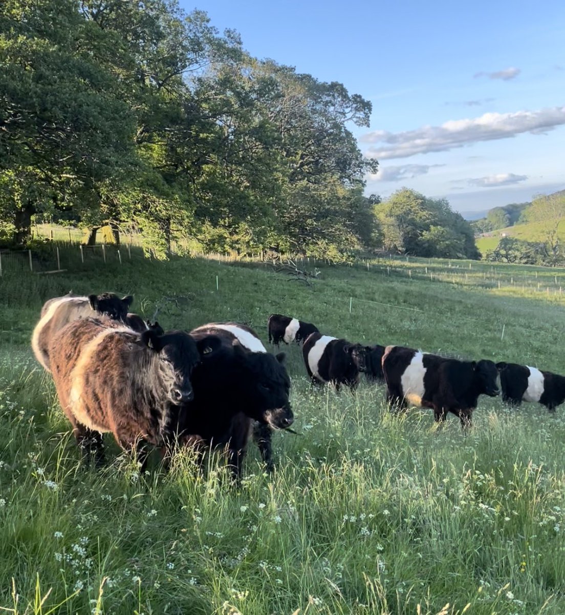 herdyshepherd1's tweet photo. This farm has never looked better or been more biodiverse… two pairs of curlews with chicks, barn owls, otters, pied flycatchers, stoats, weasels, peregrine falcons, roe and red deer, cuckoos, hobbies, kestrels, sparrow hawks, buzzards, herons, etc etc and 200+ plant species https://t.co/yw0BunasAu