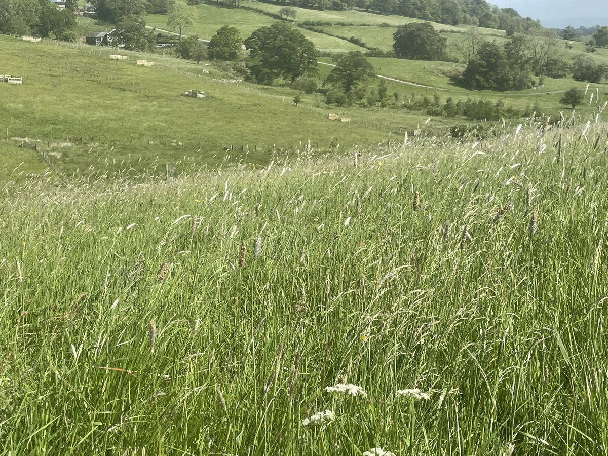 This farm has never looked better or been more biodiverse… two pairs of curlews with chicks, barn owls, otters, pied flycatchers, stoats, weasels, peregrine falcons, roe and red deer, cuckoos, hobbies, kestrels, sparrow hawks, buzzards, herons, etc etc and 200+ plant species