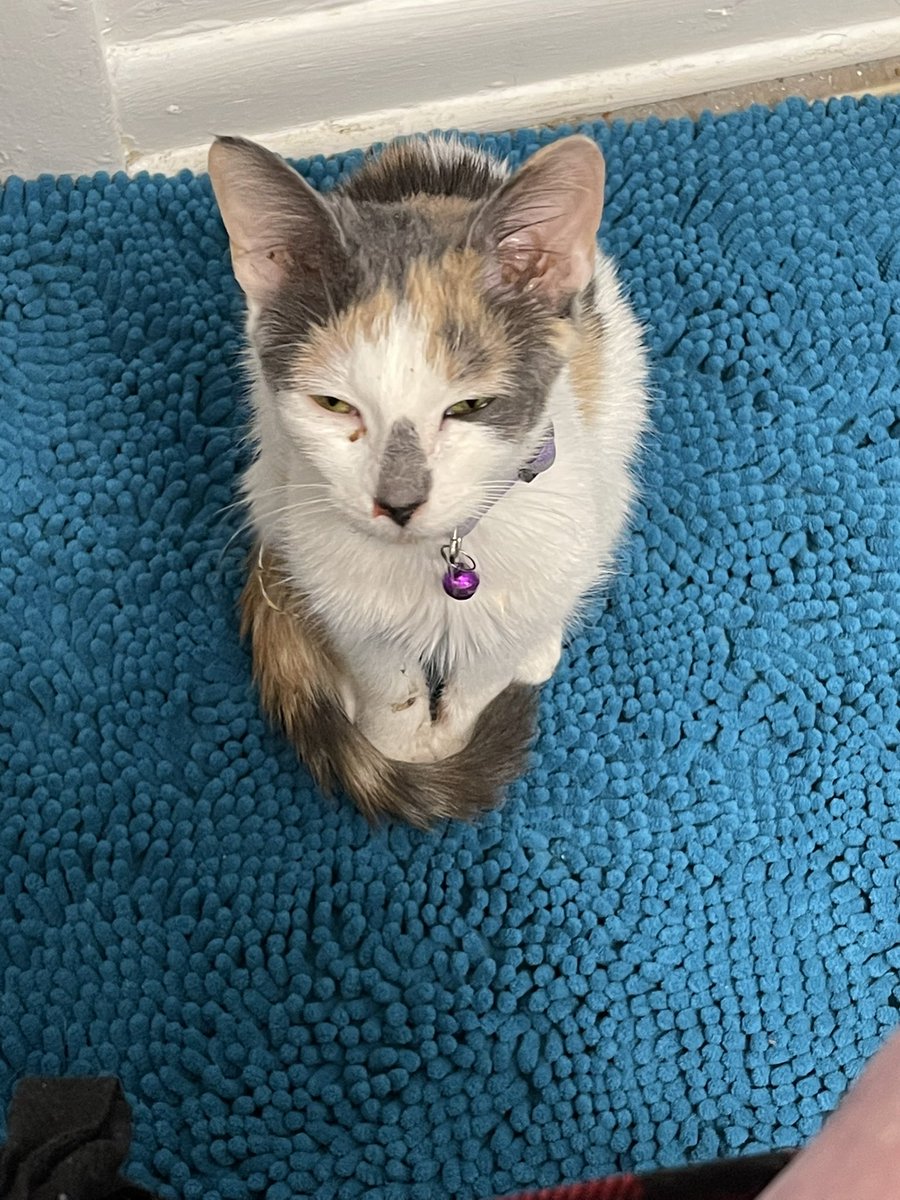 SilenceofJefe's tweet photo. I can’t stop taking pictures as she’s so damn cute. https://t.co/8BIeCdScgo