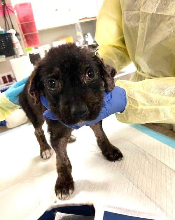 ThisIsHoustonTX's tweet photo. In 8 short weeks, Alfredo has been through so much. His tiny body was defeated and giving up on him. Whenever we rescue a dog from the street, we never know what’s going on internally, so majority of the time, we send them straight to the ER for an assessment. That protocol has https://t.co/V64zoFzbQW