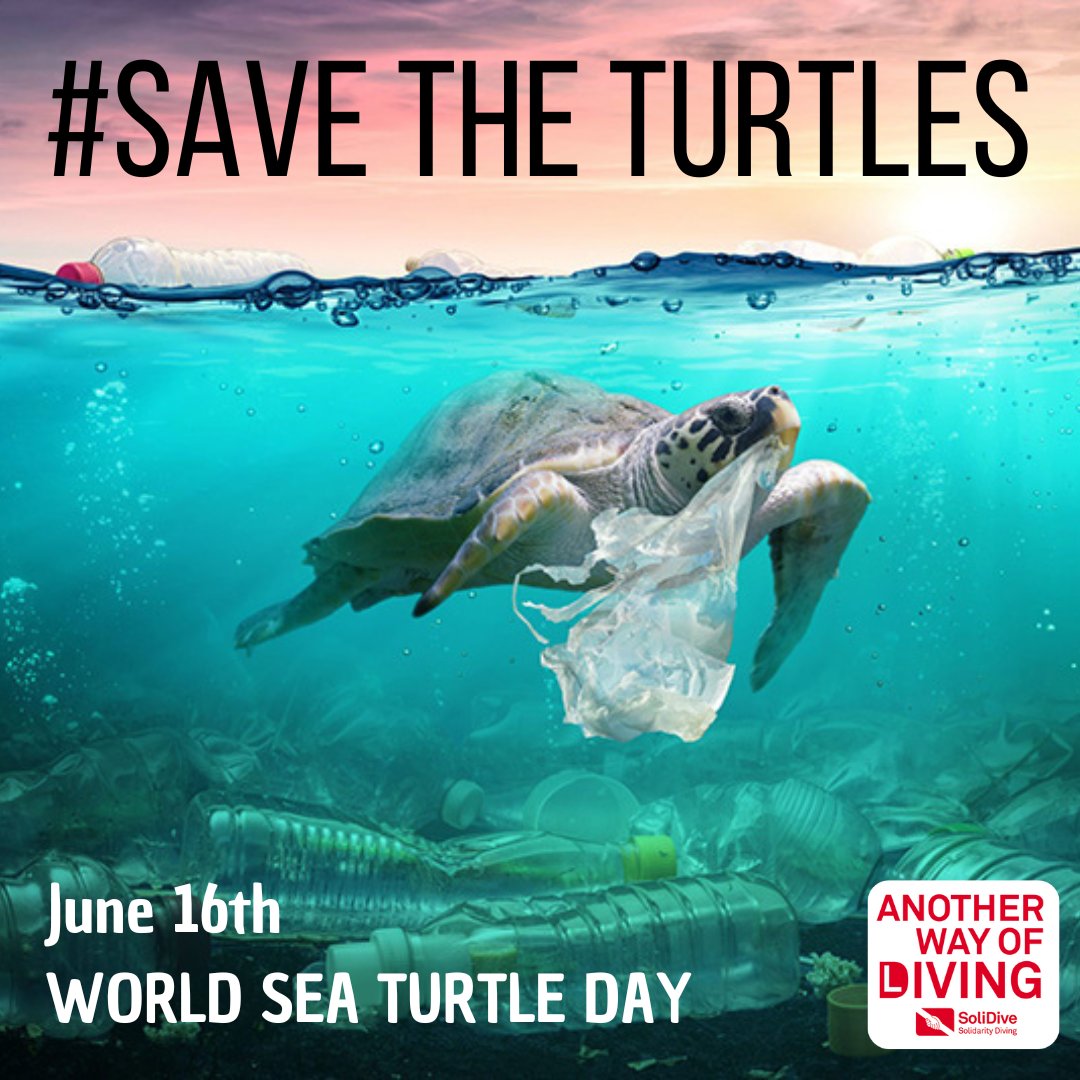 En el #DíaMundialDeLasTortugasMarinas denunciamos el problema del plástico como residuo que afecta a la salud y al hábitat de miles de especies, sobre todo a las tortugas marinas
#SalvemosLasTortugas #SaveTheTurtles #SalvemosLosOcéanos #SaveTheOceans