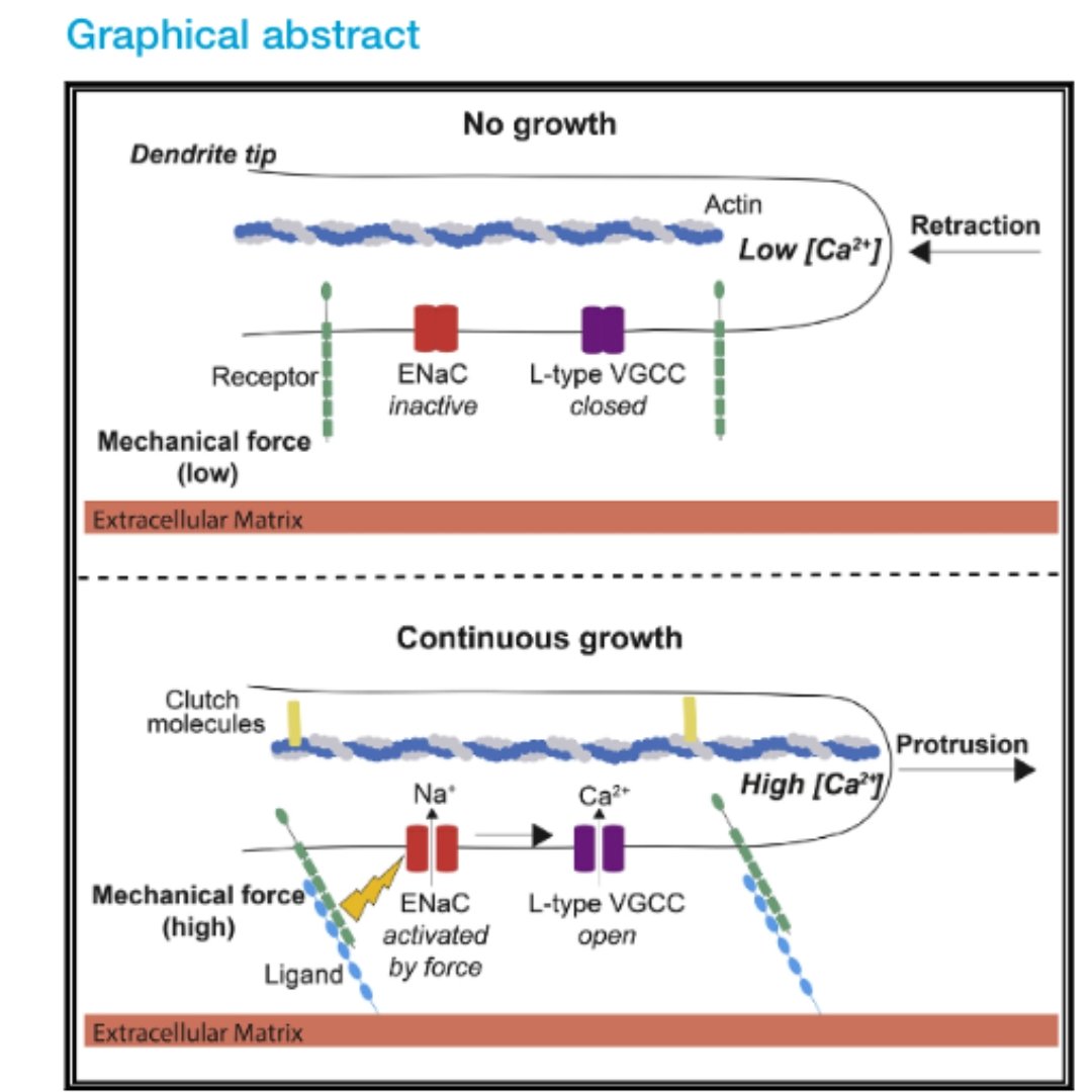 Sean Coakley (@stcoakley) on Twitter photo It's out! Our story about 'molecular proprioception' is online in <a href="/Dev_Cell/">Developmental Cell</a> today 👇
tinyurl.com/yc2ryaak It's out! Our story about 'molecular proprioception' is online in <a href="/Dev_Cell/">Developmental Cell</a> today 👇
tinyurl.com/yc2ryaak