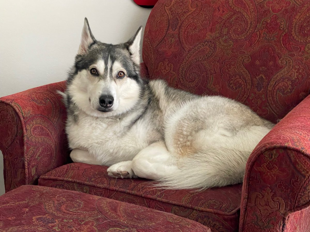 MadalynSklar's tweet photo. Itโs time to show off #TheDogsOfTwitterSmarter! Take a quick pic of your pooch and share it here on the #TwitterSmarter chat. ๐ถ
This is Lucy. She's my 3-legged Siberian Husky.
Have a cat? Let's see! Use this hashtag: #TheCatsOfTwitterSmarter ๐ฑ https://t.co/fSphyt6NFF