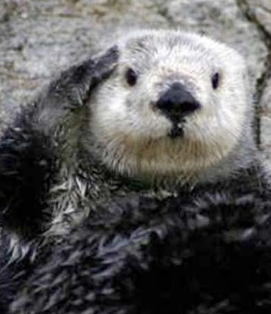 otter 🦦 tweet media