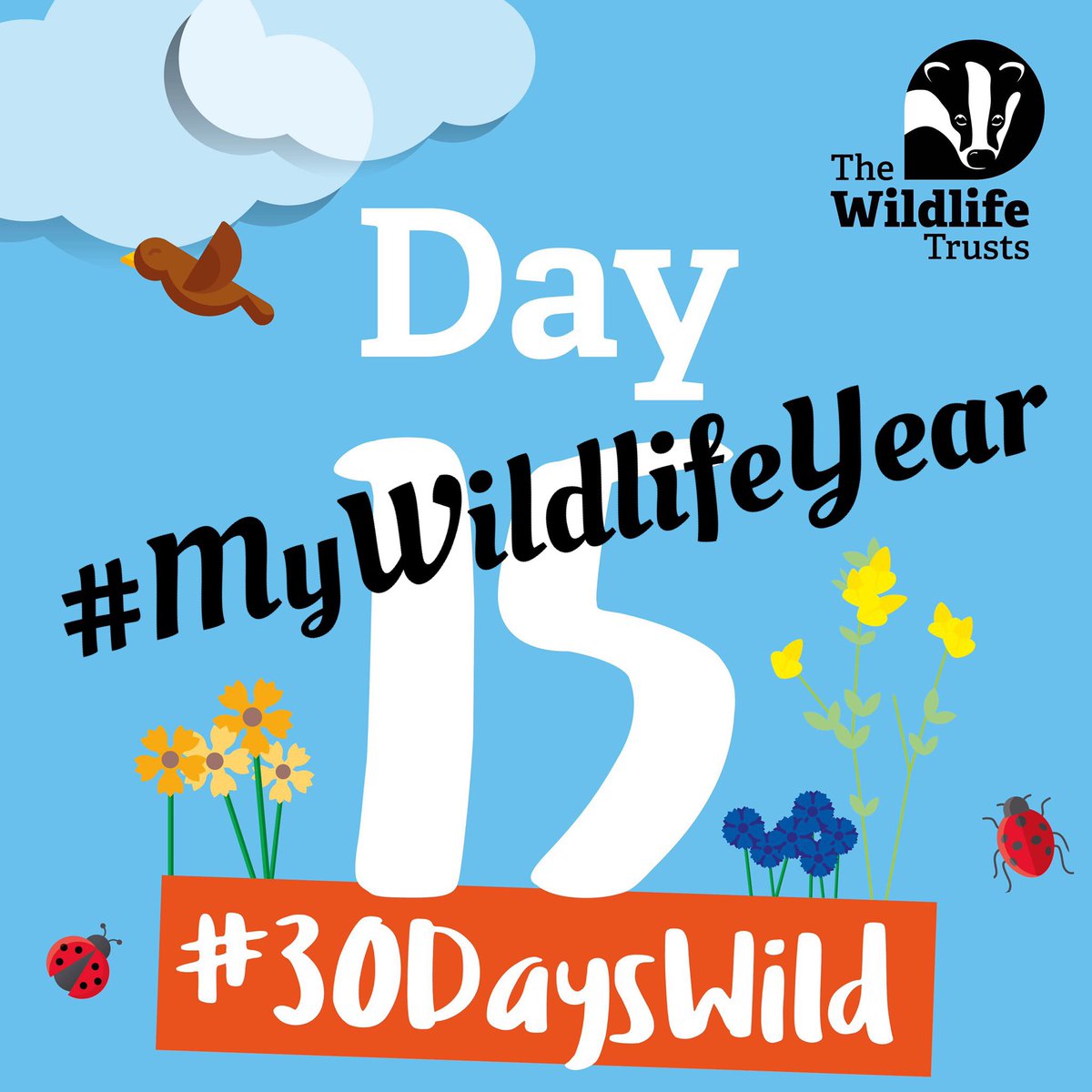 Day 15 of #MyWildlifeYear is about trail cams.
#trailcam #trailcams #trailcamera #trailcameras #wildlifecam #wildlifecamera #wildlife #cameratrap #nature
@30DaysWild @WildlifeTrusts @ScotWildlife @BBCSpringwatch @WildlifeMag @nature_scot @Mammal_Society

youtu.be/GWpMP94azvk