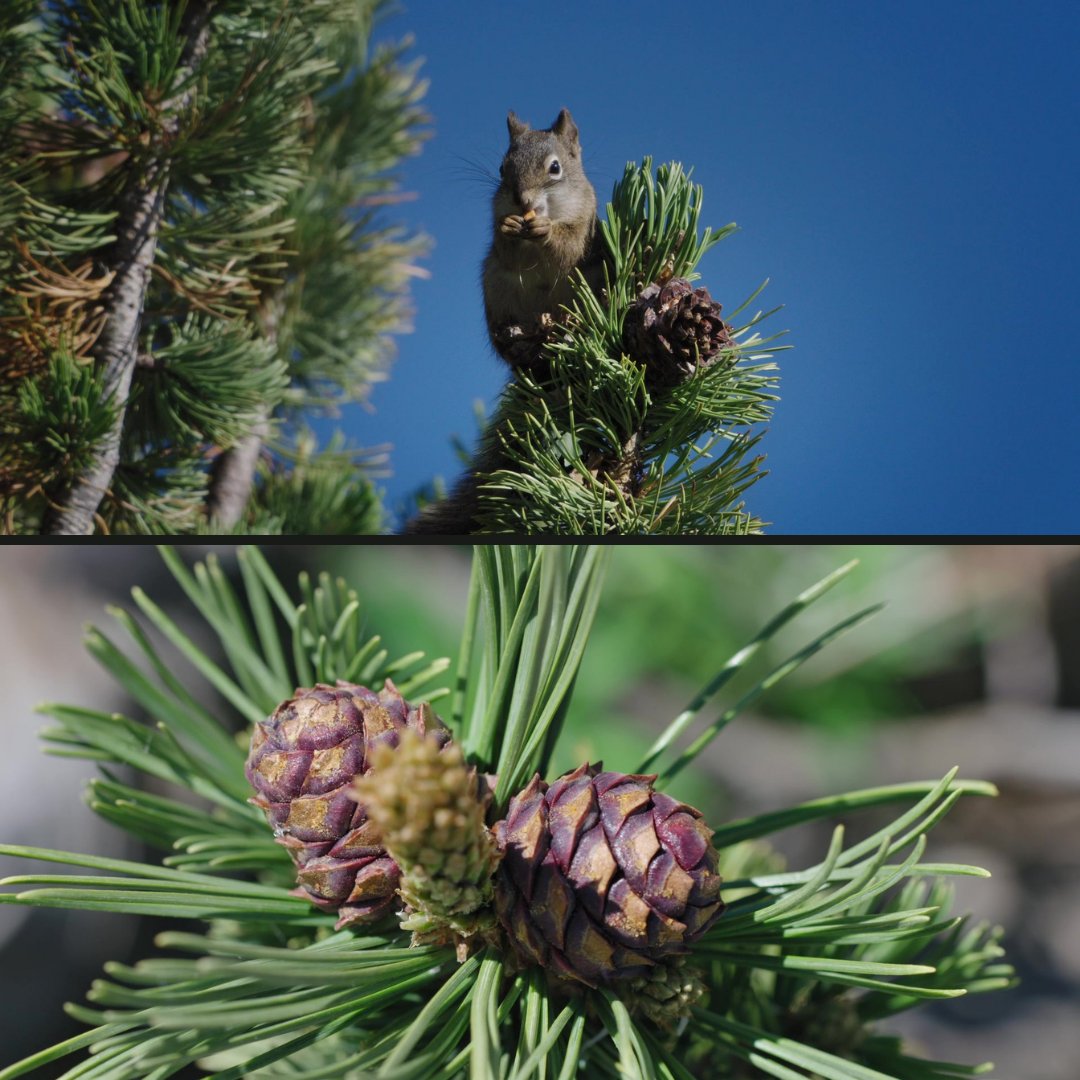 BlueTablePost's tweet photo. Another great collaboration with Cornell Lab of Ornithology on "Hope and Restoration: Saving the Whitebark Pine."
Color: Brian Boyd &amp; Sound: Rich Cutler, at @BlueTablePost  🌲🔊🎨🎦
#whitebarkpine #film #postproduction 
https://t.co/7na961zGJs https://t.co/I3EtyQ939C