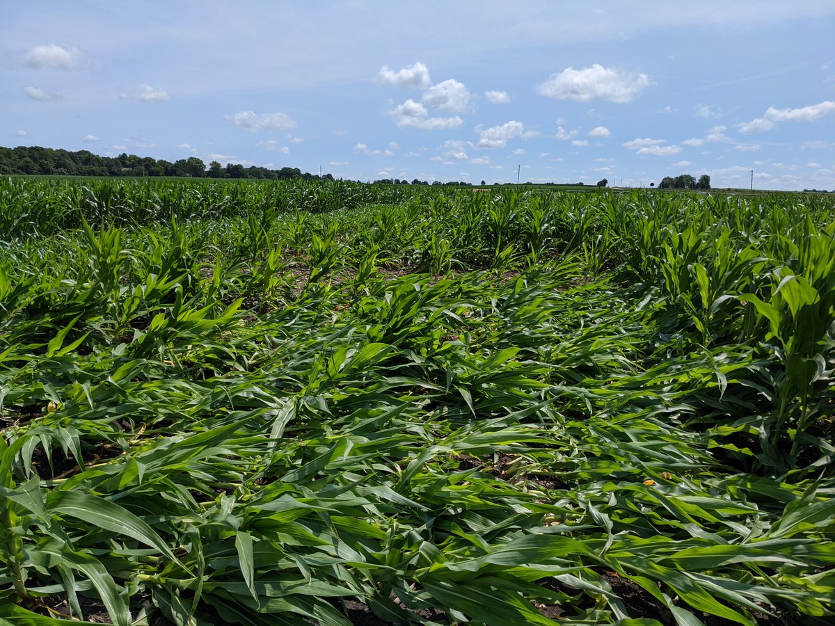 nick_seiter's tweet photo. Interested in learning more about Illinois corn rootworm populations? We're looking for volunteers. Email nseiter@illinois.edu if you'd like to participate. https://t.co/dn4YJYQZFp https://t.co/HCmnZ90Nw9
