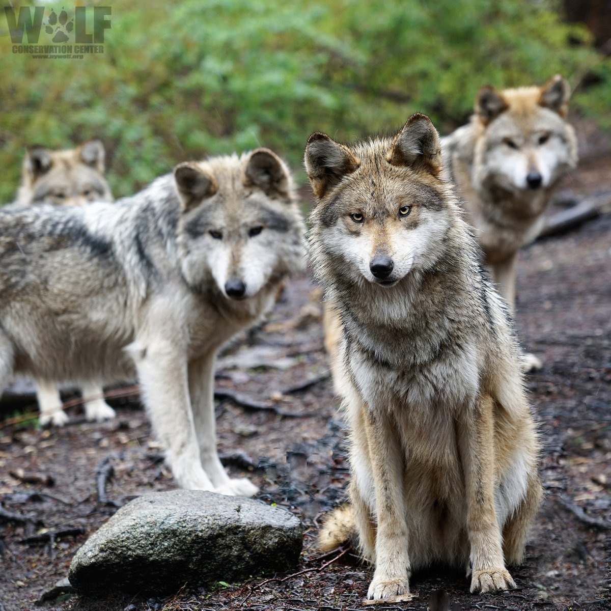nywolforg's tweet photo. Learn from wolves.
Hunting large ungulates is hard work for wolves + success is generally the reward of good communication, extensive traveling + a chase. When they fail, wolves can’t quit. They persevere, learn from missteps + try again.

Work hard. Don't quit. Be like a wolf 🐺 https://t.co/kqnAiTDJt7