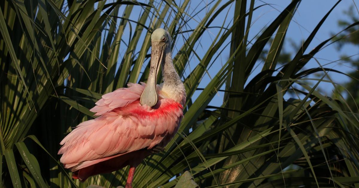 ArkansasTV_'s tweet photo. This #ThinkWednesday, travel from balmy Floridian wetlands to earth's frozen poles!
@pbsnature explores the collision between the Everglades and growing human populations in “Wild Florida” at 7, and @novapbs uncovers the poles' bizarre fossil history in “Polar Extremes” at 8. https://t.co/5XNe1q6wdZ