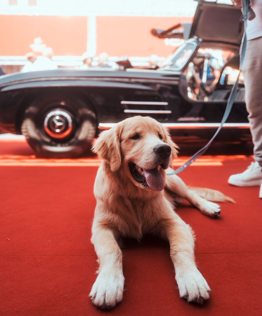 MB_Museum's tweet photo. Here we have Felix from Inside AMG and as of today he is inside #mbmille 2022! 😉 You can watch his experience with the classic 300 SL, the new SL and one of the cutest dogs in Italy on YouTube soon! Just try to prove us wrong 😜#MBclassic #MBmille #AMGmille https://t.co/sl6jNceOZs