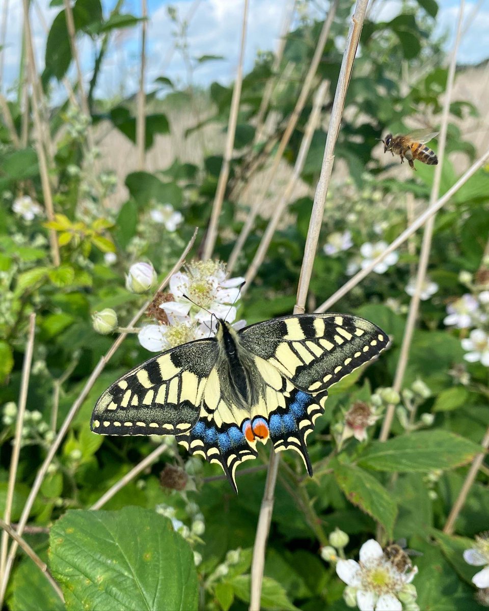 Thank you Norfolk 😍 my first ever SWALLOWTAIL 🤩 felt like I was in the presence of a celeb. What a stunner 👌🏻 complete with photobombing bee 👀 #springwatch