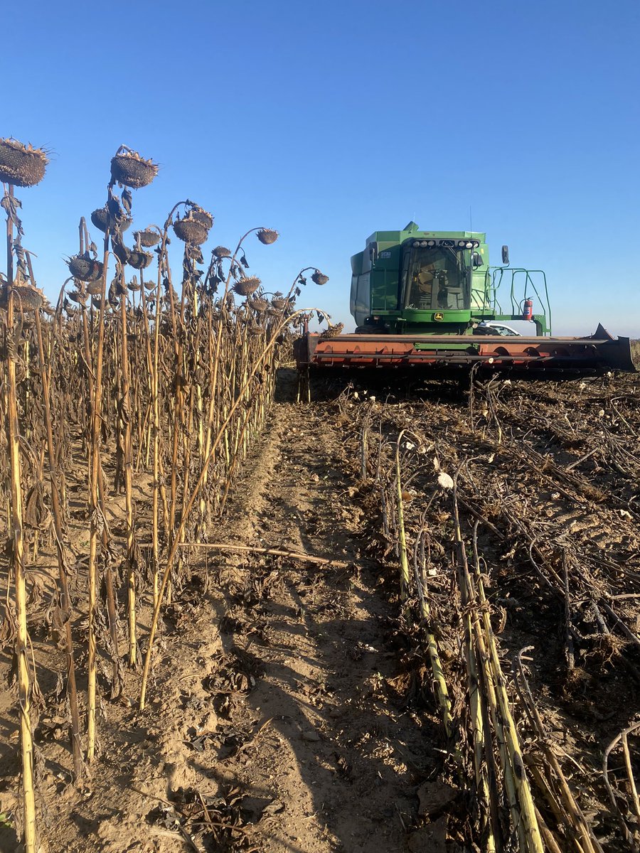 eeden_pierre's tweet photo. Wrangler is running a bumper Sunflower harvest. Hardest season plant but getting results #Manvert #Remitto https://t.co/N698ncffR6