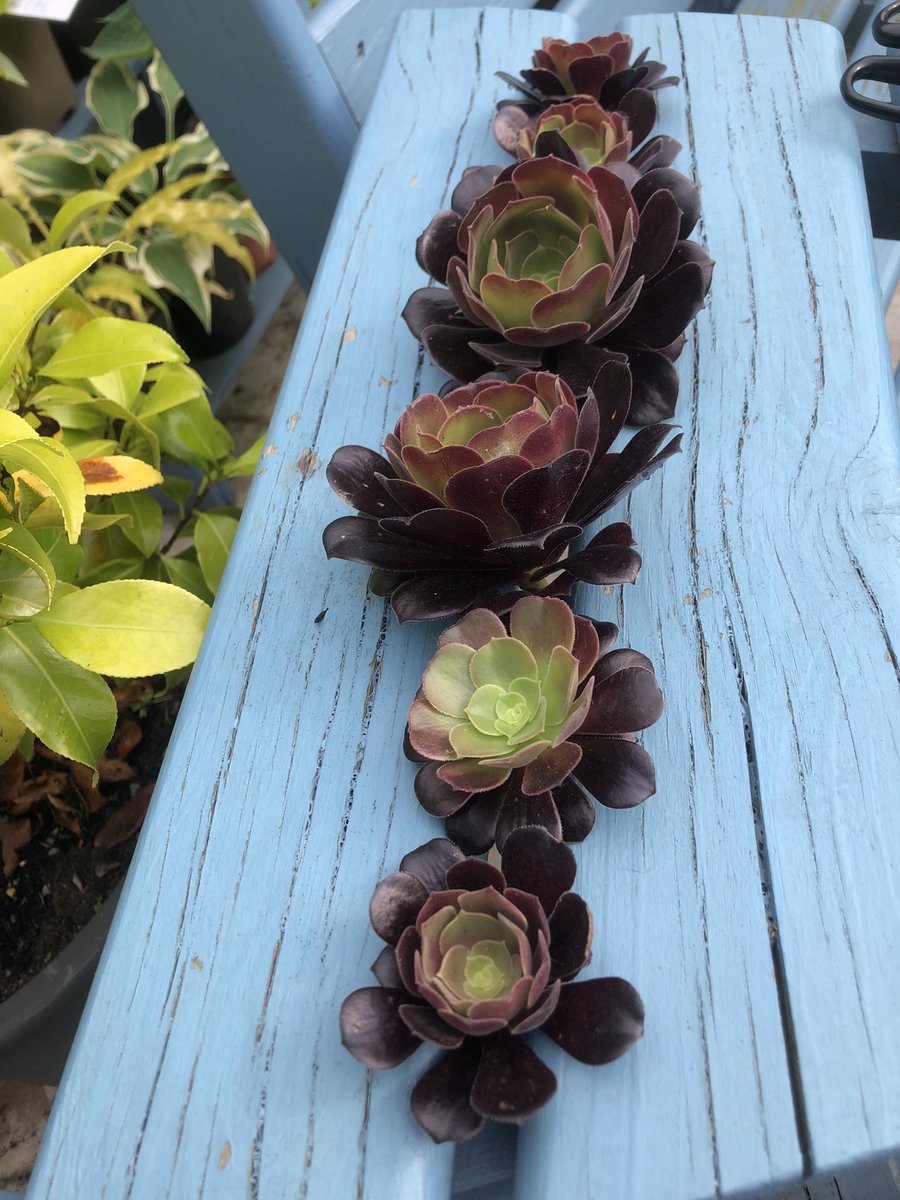 I really hate watering the plants……this evening the hosepipe took out an aeonium ☹️.  Oh well - more plants 🤩😜#aeonium #succulents #gardening #GardeningTwitter