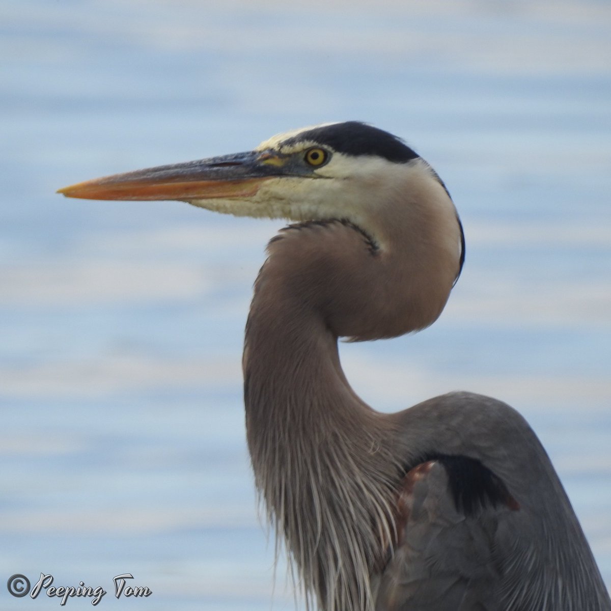 DibbleeTom's tweet photo. @ParksCanada @angelamromack A Great Blue Heron. K&amp;P Trail (0-2.5 km), Kingston, ON 🇨🇦 - June 15, 2022 #NaturePhotographyDay #GoOutside #GreatBlueHeron #PeepingTomBirds #KingstonON #KingstonCanada #VisitKingston #YGK #TwitterNatureCommunity https://t.co/6910TRKMsc