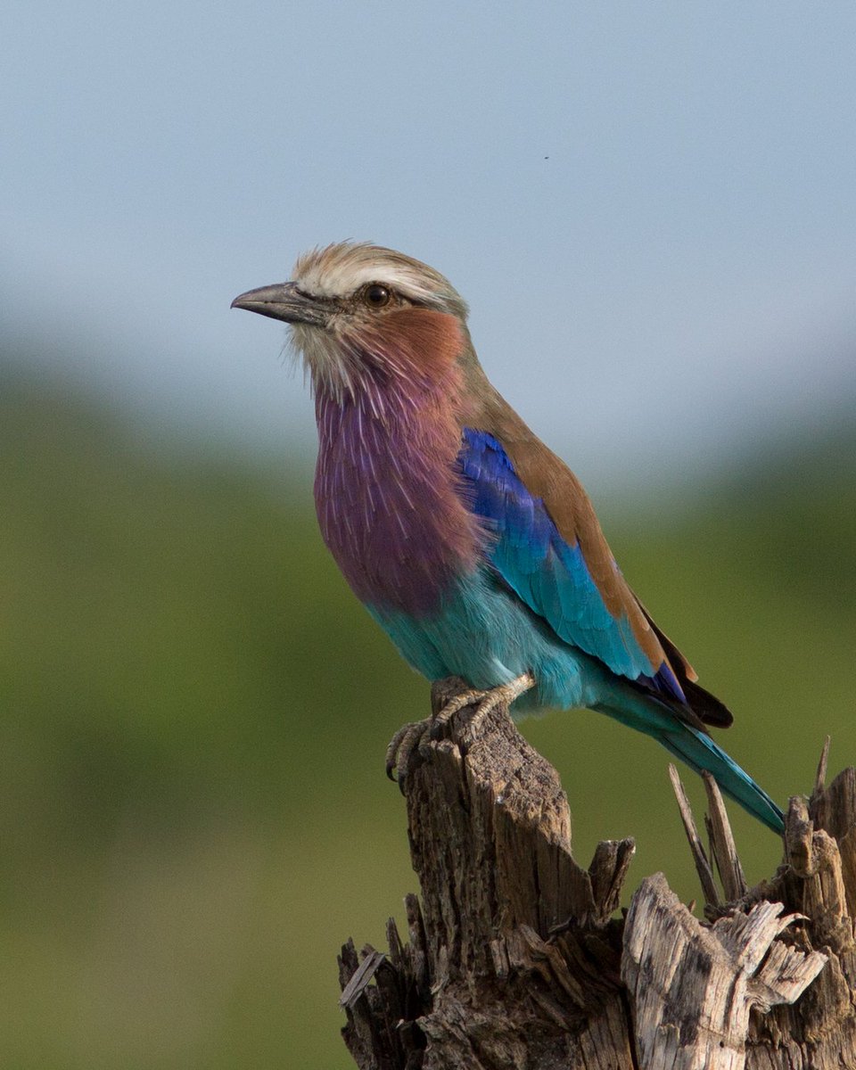 WorldToursTz's tweet photo. #Tanzania is a birders' paradise, a sanctuary for over 1,100+ bird species.

A 'lilac-breasted roller' is a common sighting when birding in Tanzania. You can't miss its vibrant colors!

 🔗Link in Bio! 

#WorldToursTz #Travel #Reisen #Viaje #Viajes #Reizen #Reis #VisitTanzania https://t.co/XPbc55sC3W