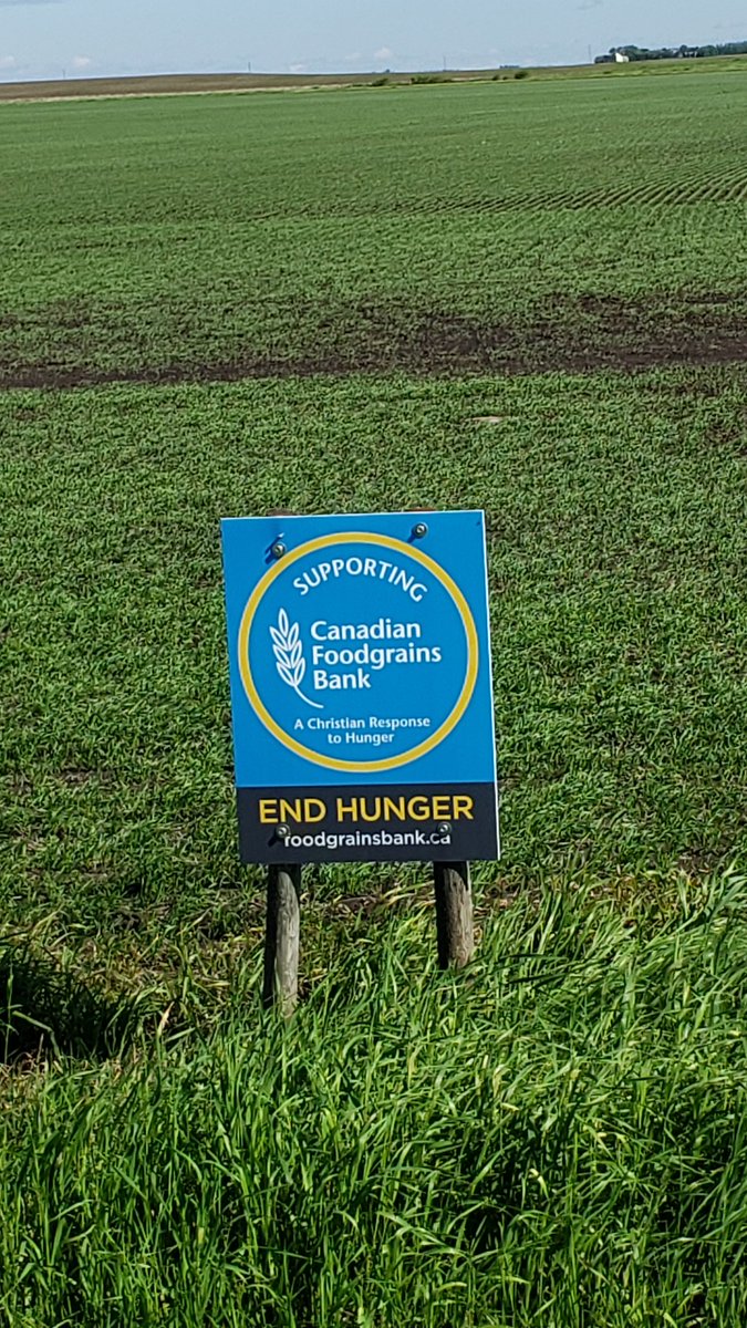 Spring wheat is looking good on the <a href="/GrainLouise/">Louise Grain Growing</a> field!