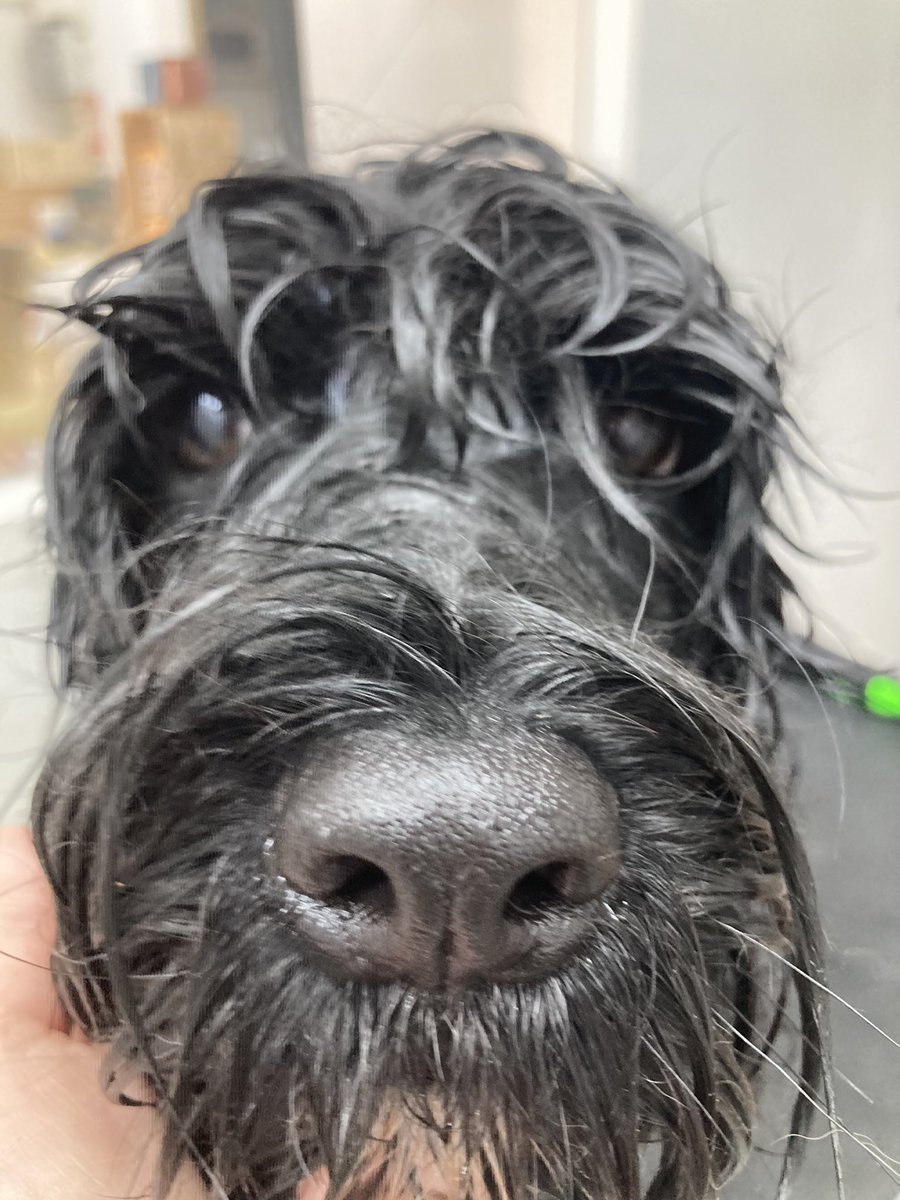 PcOsiris's tweet photo. @iRazasdePerros Te amo morritos mojados! 😍 https://t.co/bzG0OW3z3X
