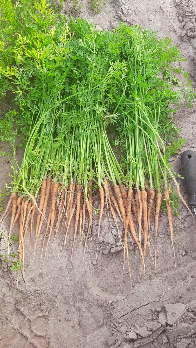 MaickelRoost's tweet photo. Op advies van @Jos_Raedts na bemonstering in de teelt. Beetje kali strooien in de waspeen. strooien naar behoefte. #genieten #soilz.nl https://t.co/SC8V6RqAse