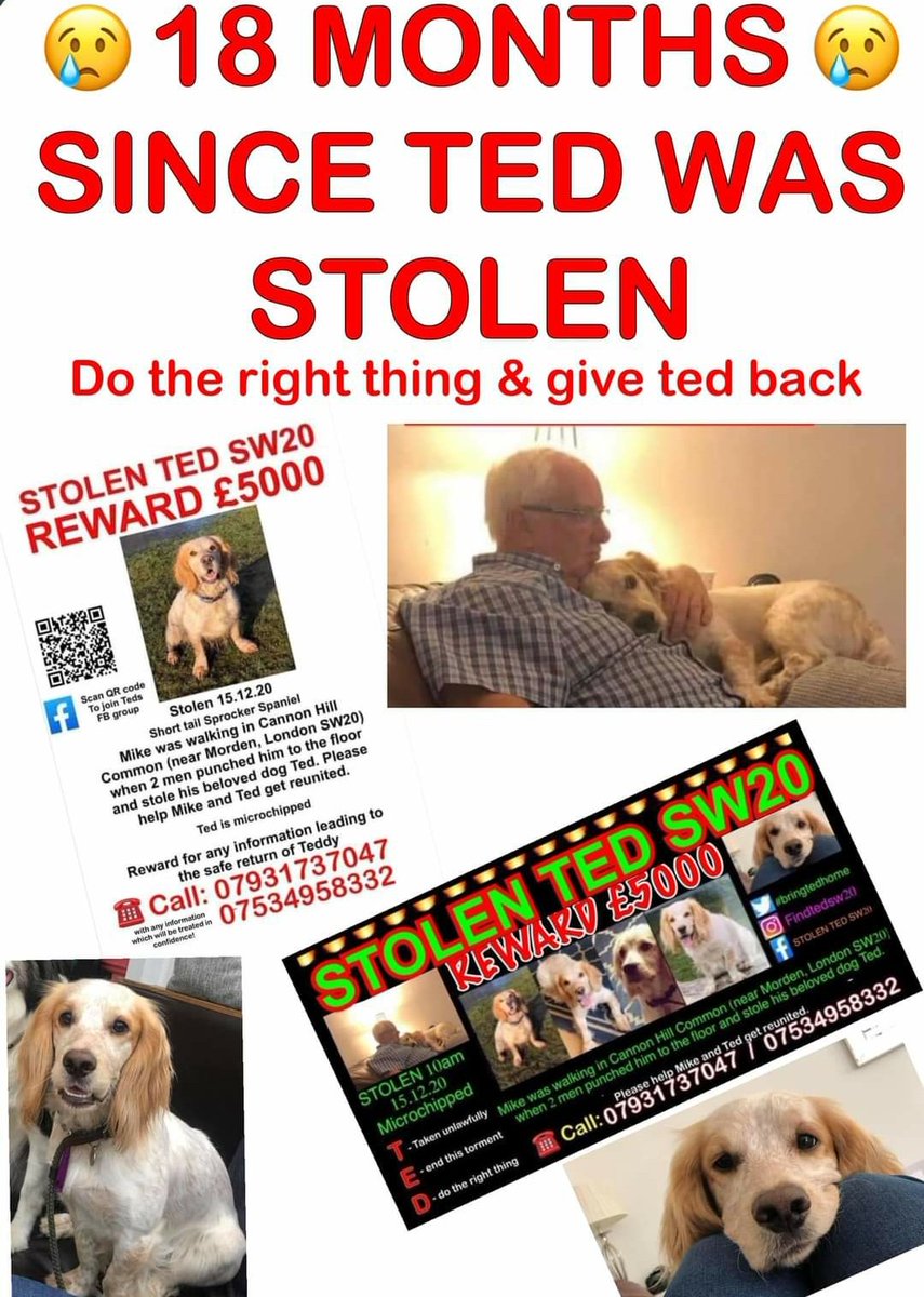 Sweet Ted so cruelly stolen🐾💙 Please share & help Ted get back home!🙏💔🙏💔🙏🙏

#bringtedbackhome #ted #reuniteted #taketedhome #stolented #dotherightthing
#cannonhillcommon #lostdog