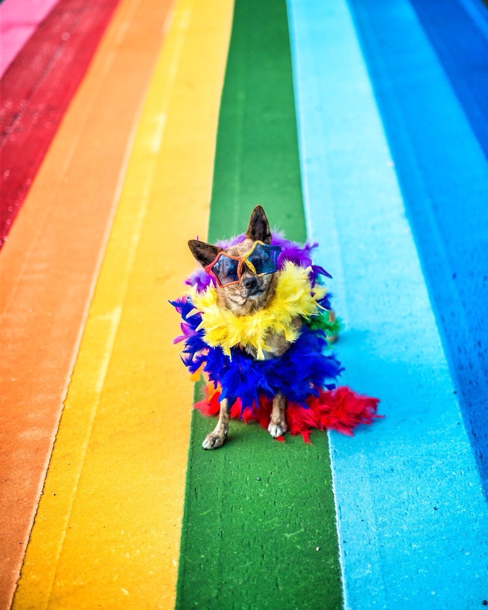 This month is all about unconditional love. #HappyPride to all the LGBTQIA+ pet parents out there. Hug and cuddle your dogs and/or cats extra for us &amp; from us. 
#PridePets #PetsAreEverything