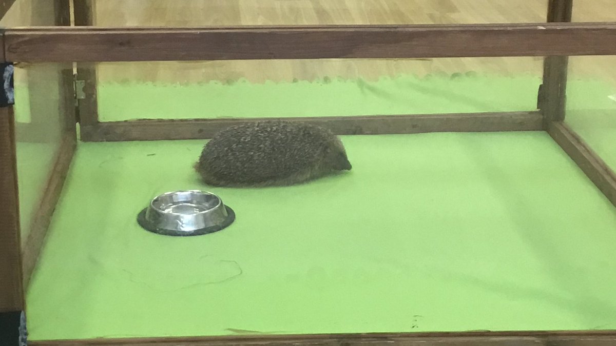 stmarks_primary's tweet photo. We loved meeting Henry and learning all about his habits and the conservation projects to help hedgehogs just like him! @EcoSchools https://t.co/tnf2FDk2mS
