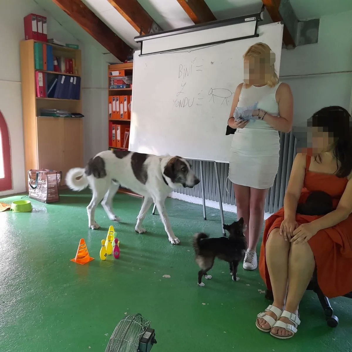 CeniacIAA's tweet photo. Hoy hemos tenido la oportunidad de estar con este super grupo de la @ElLlindar. 

Hemos dado a conocer las #IntervencionesAsistidasconAnimales y las funciones que tienen las técnicas junto a sus animales de intervención. 

¡ Lo han hecho súper bien!
#perrosenlaescuela #educacion https://t.co/EMDErsL2NU