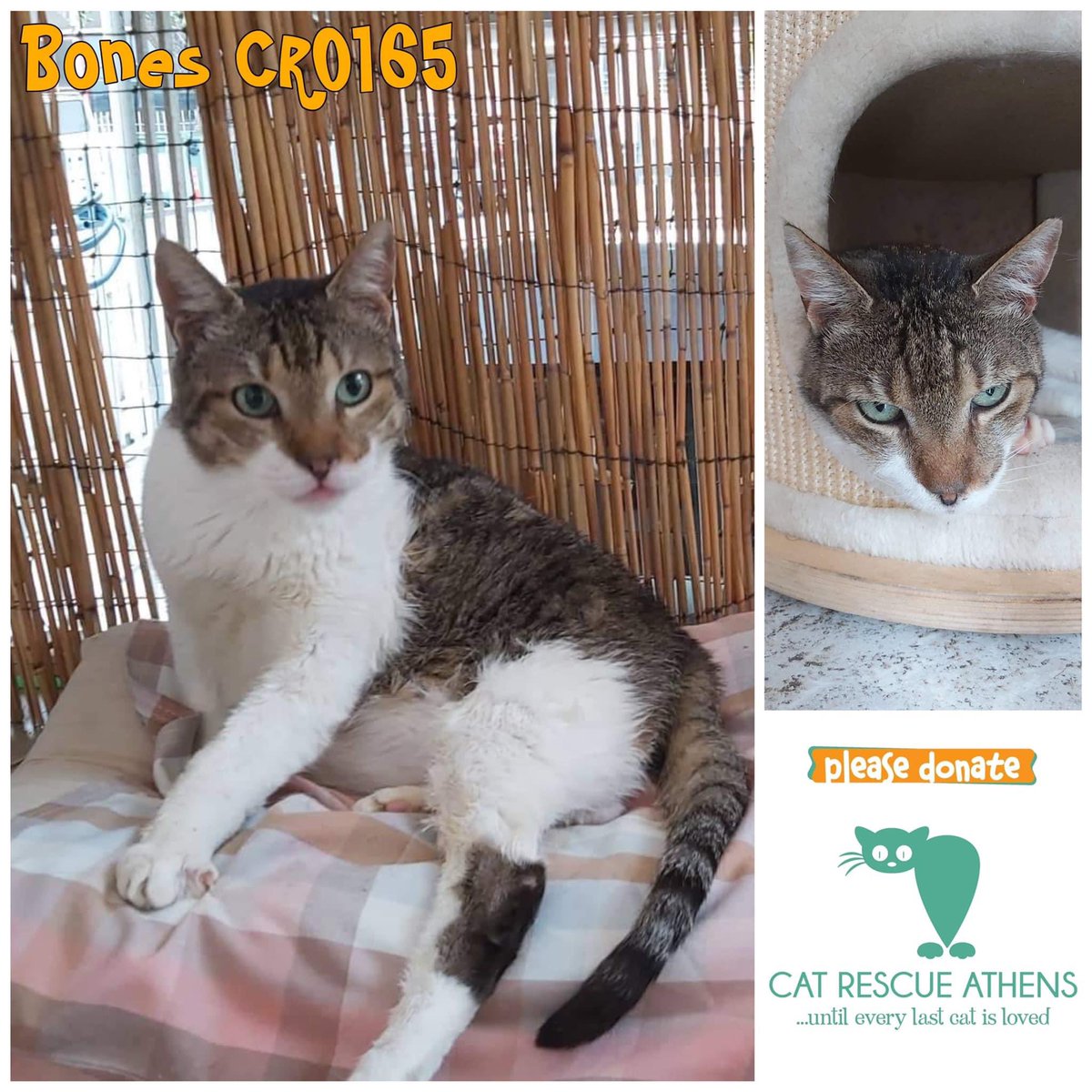 CatRescueAthens's tweet photo. #bones_cra #cra_cr0165 

⚠️Συνολικό κόστος 250€.

Ο Bones χρειάζεται πάλι την στήριξη σας.Έκανε 2η συνέδρια laser για την στοματίτιδα που τον πονάει τόσο.Ελπίζουμε να έχει αποτέλεσμα κ να μην χρειαστεί ξανά.Ελπίζουμε να ηρεμήσει καθώς ήδη τα νευρολογικά του τον ταλαιπωρούν πολυ. https://t.co/Ii6o5XCuow