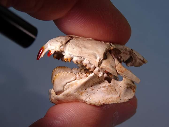 Do they look like Dracula's fangs? Well, it's a fossil from the Geopark's territory, and it has nothing to do with that famous count.The red iron-pigmented tooth belongs to Barbatodon transylvanicus, a primitive mammal contemporary to dinosaurs. 
Photo: Thierry Smith