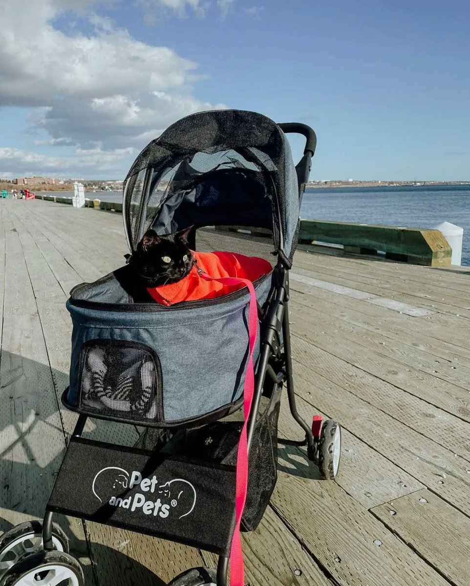 petiquepets's tweet photo. It's Nature Photo Dayโจ๐
Get some fresh air with your furry friends, take a photo, and tag us!๐
#petparent #petparents #furbaby #petstroller #dogstroller #catstroller #dogstrollers #petretailers #petlovers #petlover #dog #dogs #cat #cats #petproducts #petsupplies https://t.co/kvmoIAJljf